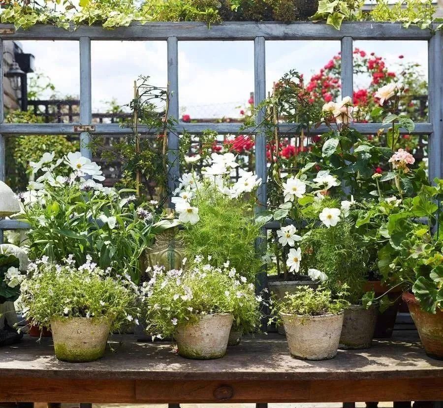  系列|花园系列 | 英式花园，自然浪漫系的优雅花园