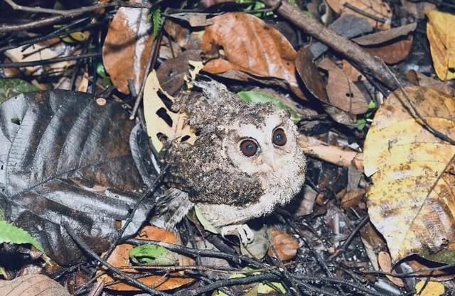 放生|豹猫、红隼、果子狸......在南宁的公园里遇到它们别激动