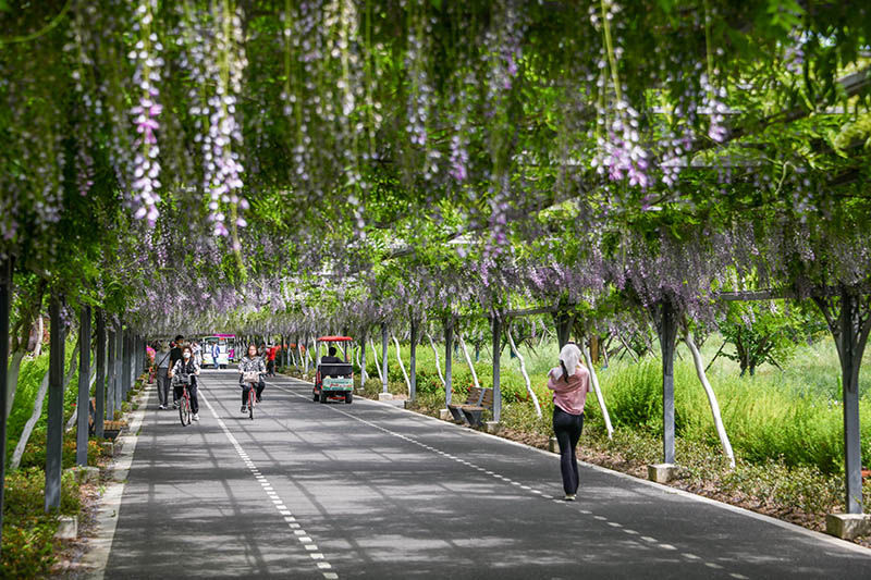 崇明“花朝节”进入尾声，“五一”小长假市民游客热情不减