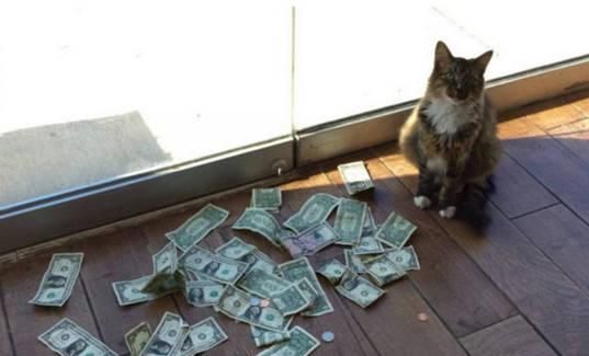 心疼|猫咪每天往门前一坐,就得到众人争相塞钱,原因让主人感动心疼