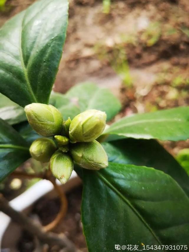  花苞|9月施肥季，这花赶紧贴秋膘，才能爆开花！