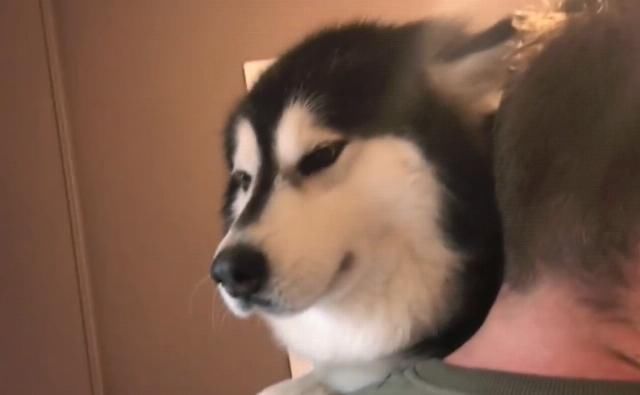 它时|网友刚要给胖狗称体重,结果就不见了,找到它时却笑翻了