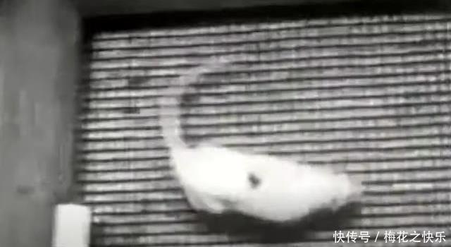 阶级|上层阶级如何产生?耶鲁大学老鼠阶级实验告诉你