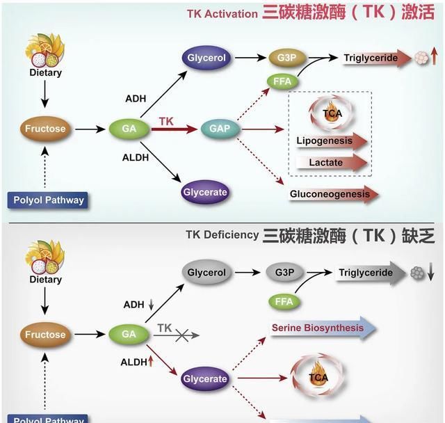 研究|清华最新研究：果糖“有毒”，扔掉果汁，少吃水果吧