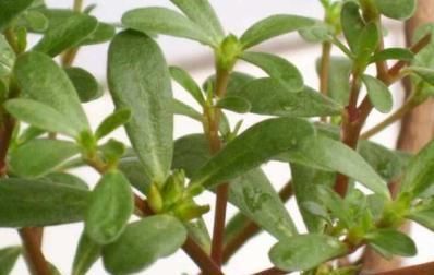  过敏|十个女人九个易过敏，用此“野草”煮水涂脸，皮肤状态越来越稳定