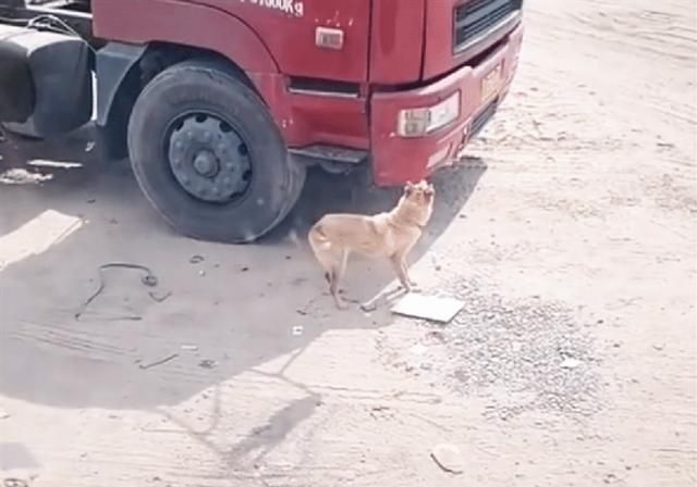  汇报|货车司机喜提新车，却忘了和自己的狗汇报，结果让人流下热泪！