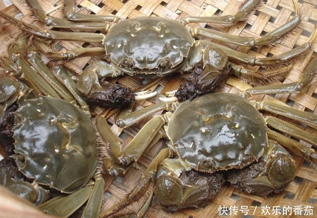 知识|九月吃螃蟹,这有关于螃蟹的所有知识,吃的满足放心