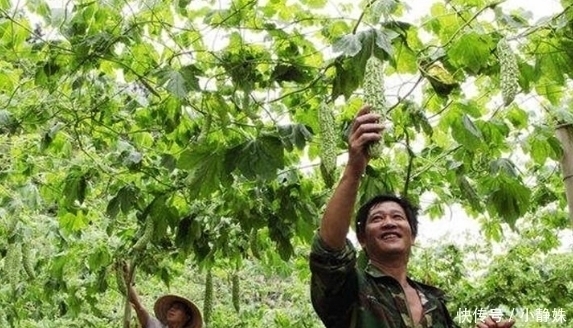 印度|这菜原产印度，当地没人吃，如今在中国广泛种植，一到夏天就热卖