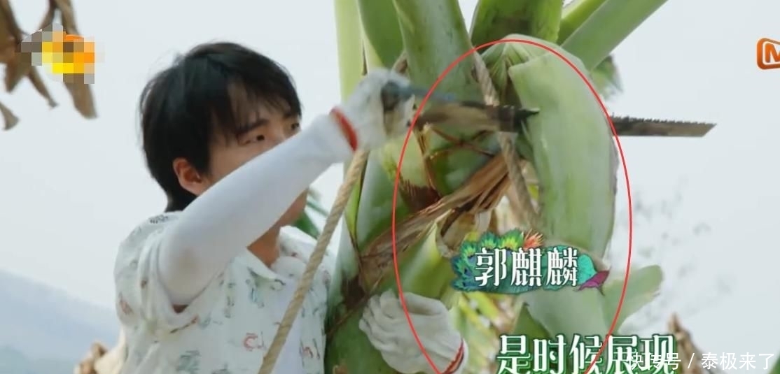 太强大|向往4滤镜太强大,嘉宾上树摘的香蕉是绿色,一拿下来就变黄色了