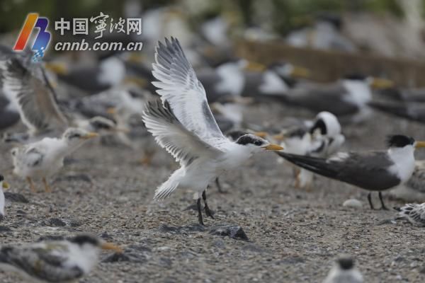 学飞|成功出壳19只！韭山列岛上 中华凤头燕鸥雏鸟学飞了