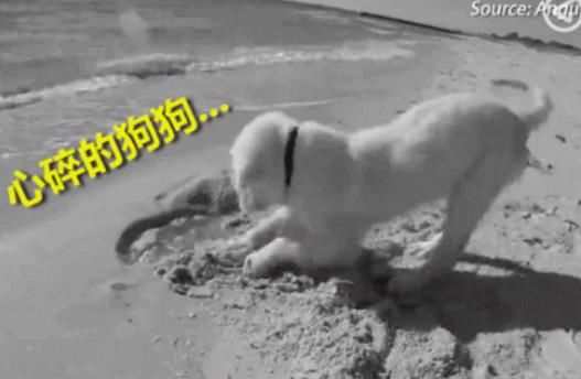 搞笑|小金毛在海滩上挖坑,突然一阵海浪袭来,一脸懵逼的样子很搞笑