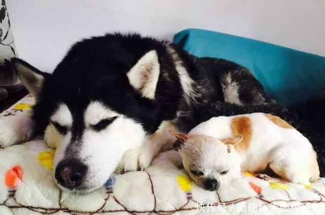 结晶|二哈和吉娃娃一见钟情,产生爱的结晶!宝宝长什么样呢