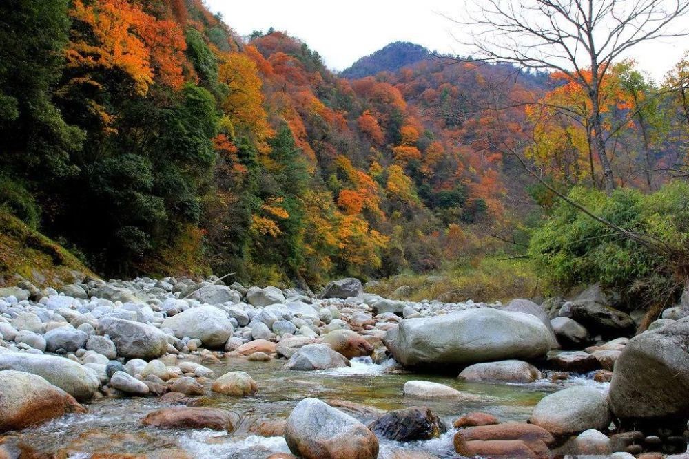  阴平古道|醉美唐家河，又见枫叶红~