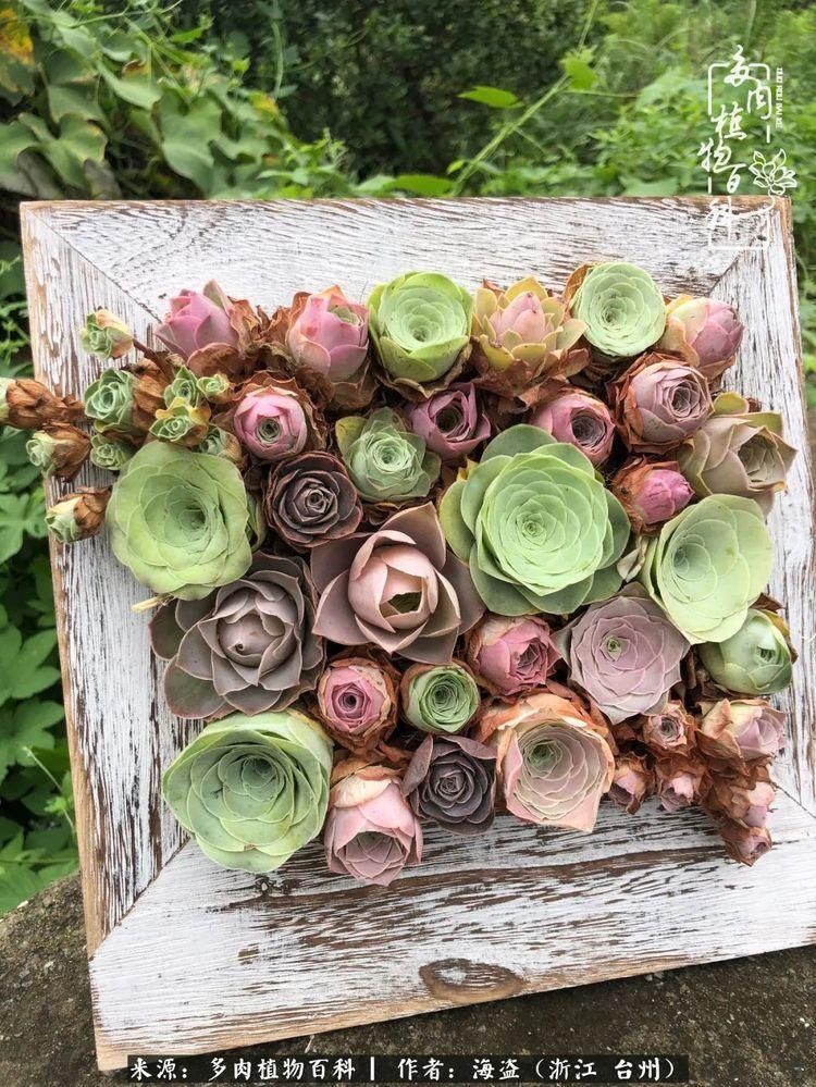  梅雨季|干货：高温高湿梅雨季，山地玫瑰养护提醒，帮你远离黑腐！