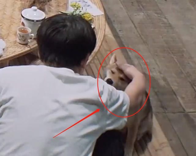  彭昱畅|向往4收官，巴图蘑菇屋翻唱《心墙》，我却在关注彭昱畅的举动