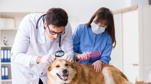  夏天|宠物医生整理5种狗狗夏天最常见的疾病！对症下手，建议收藏