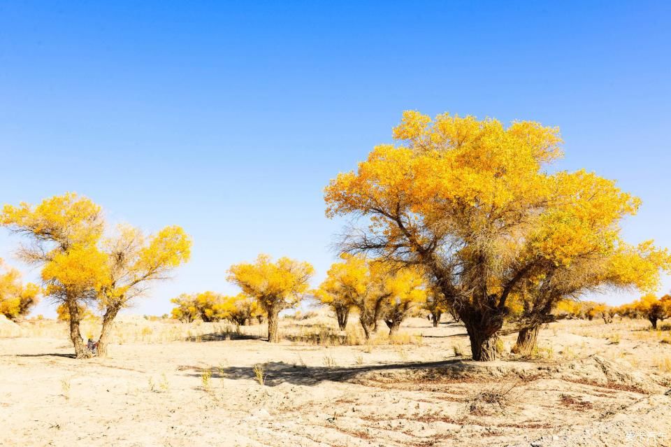 秋色|一路向西，追寻最美的南疆秋色！