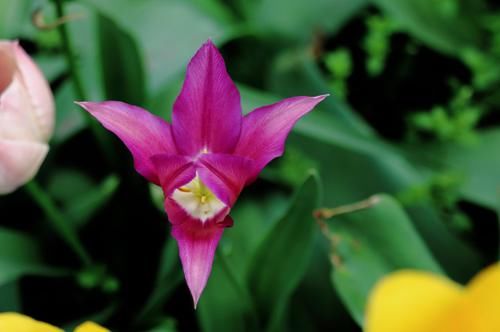  喜获|近期，红鸾星闪动，四生肖喜运砸身，桃花运挡不住，喜获良缘