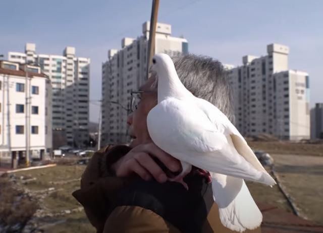 找上门|白鸽缠上大爷,却被邻居找上门,鸽子:我是自己飞来找他的你信吗