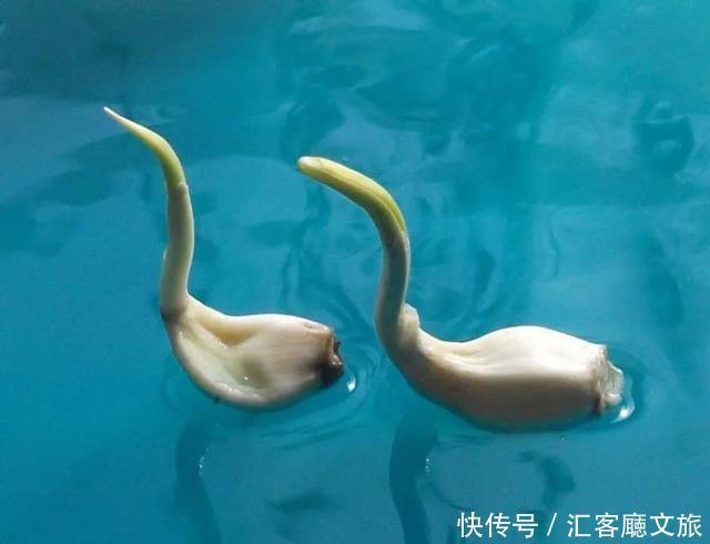 世界|58岁大爷用蔬菜做出了动物世界,网友:果然,你大爷还是你大爷!