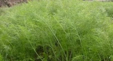 吃法|茴香苗的吃法，茴香苗最好吃的做法，没有之一