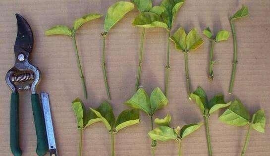  花后|养护茉莉技巧多，花后不能忘修剪，一茬接一茬的开满盆