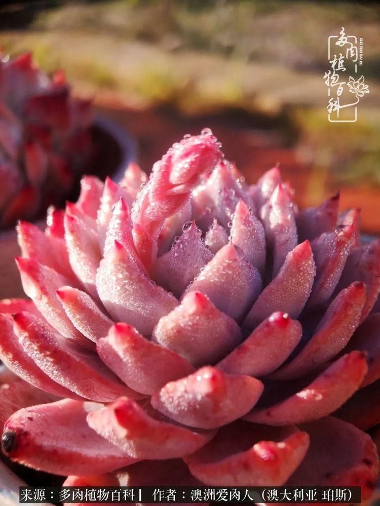 血放|多肉让你把血放，文玩掏空你家当，你要在哪个坑里乘风破浪？