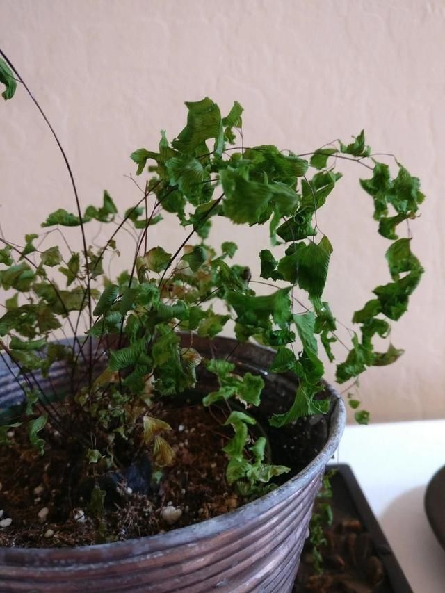  断发黄干枯|铁线蕨黄叶剪掉还是枯萎了，教你一招救活它，几周长出茂盛嫩叶