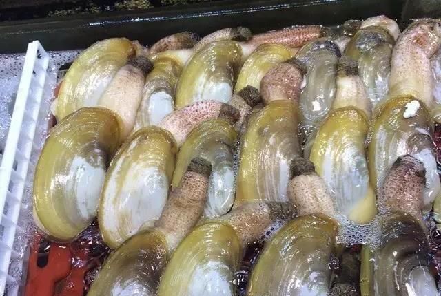 海鲜|世界上65种珍奇海鲜,贝爷都不敢说全部吃过,你吃过几种