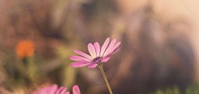  狮子座|承受得起大风大浪的3星座, 内心强大, 会去击垮挫折