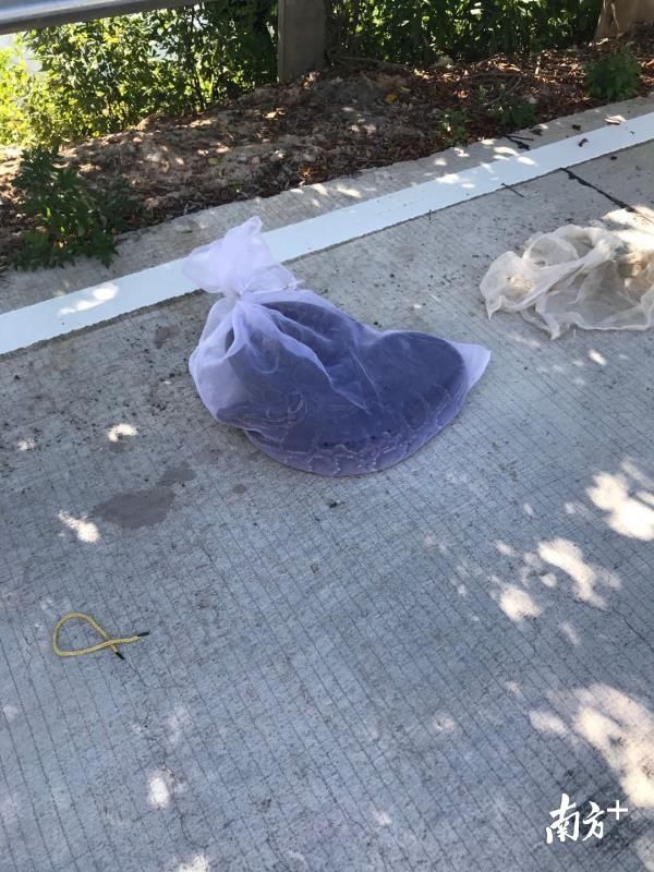  惊现|得人畏！梅江河惊现大蟒蛇“花样戏水”