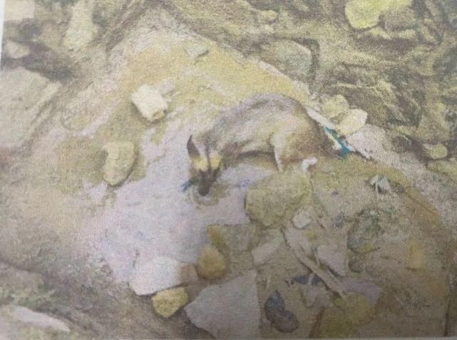 告人赖某|利益熏心经营“特殊野味”,这名餐馆老板获刑2年10个月!