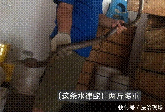 眼镜蛇|记者暗访多地发现仍有人偷卖野味：可预定竹鼠，眼镜蛇85元1斤！