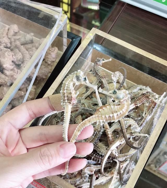 增高|分享一道家里小孩必喝的增高汤—海马田七汤