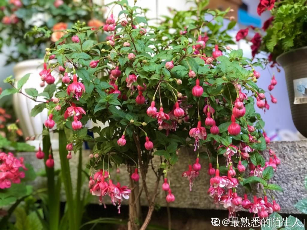 养成|最大的长寿老桩，7年时间，养成盆景！