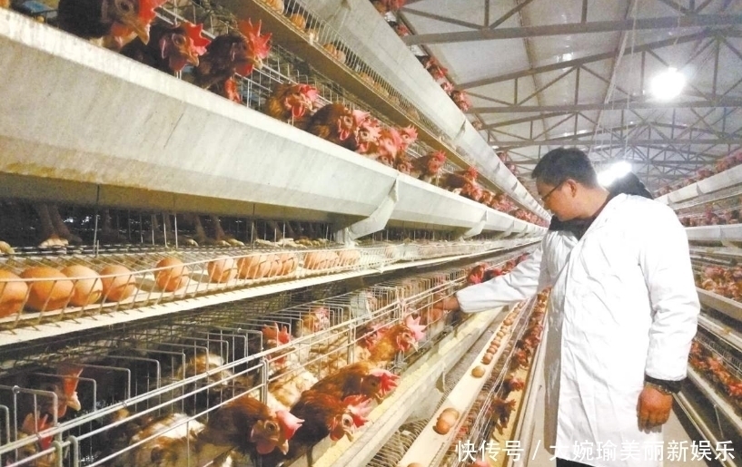 工厂|超市的鸡蛋并不是母鸡下的,看到工厂生产鸡蛋的过程,就懂了