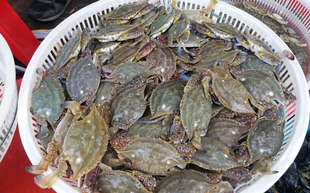 海鲜|酒店带鱼268一斤,菜市场便宜只要15,梭子蟹长大点50一斤