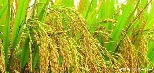 有个|我与秋天有个约定