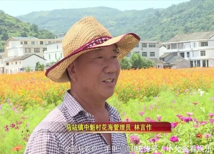  花海|苍南这个村藏着80亩花海，太美了！