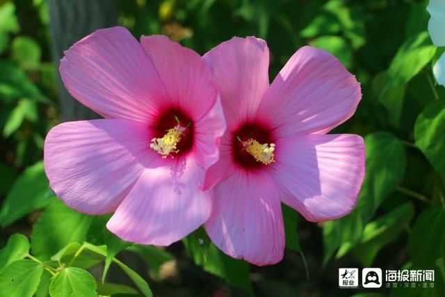  垦利|i东营·影像｜垦利区植物园内五彩缤纷好风光