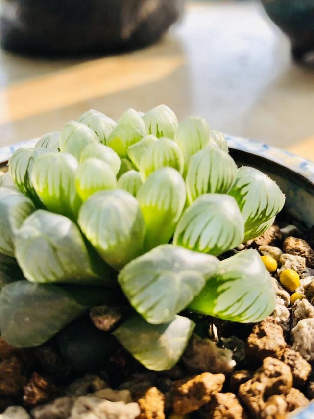  水晶|玉露灰扑扑，只要一个塑料瓶，立马变成“水晶玉露”