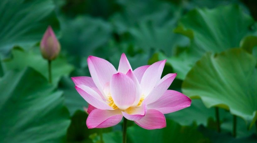  好心|8月开始好心有好报，财运一路飙升，人生完美逆转的四大生肖