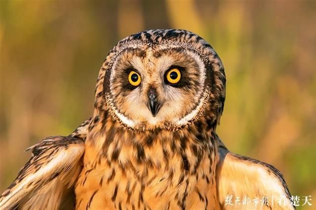 直线距离|这种鸟会吃成个胖子，飞成个瘦子，一口气能飞上万公里……