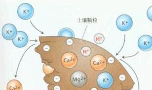  以有效|喝酸奶到底有什么好处？真的可以提高免疫力吗？