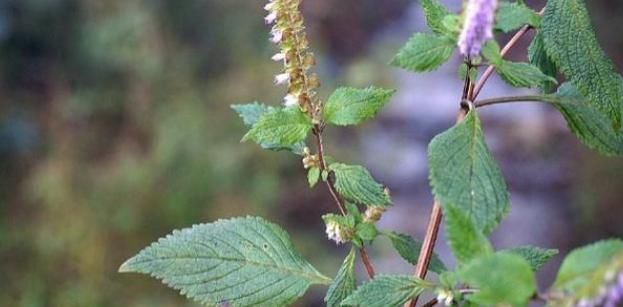  却常|这植物山上很多，却常被忽视，殊不知是解暑佳品