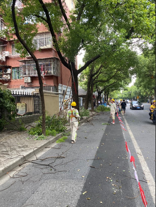普陀|普陀林荫道“全家福”又添新成员!这两条道路在你家附近吗?