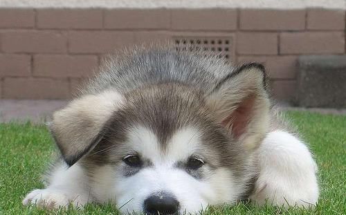 阿拉斯加|阿拉斯加宝宝组团开展「萌攻」圆滚滚模样一下就攻陷人心