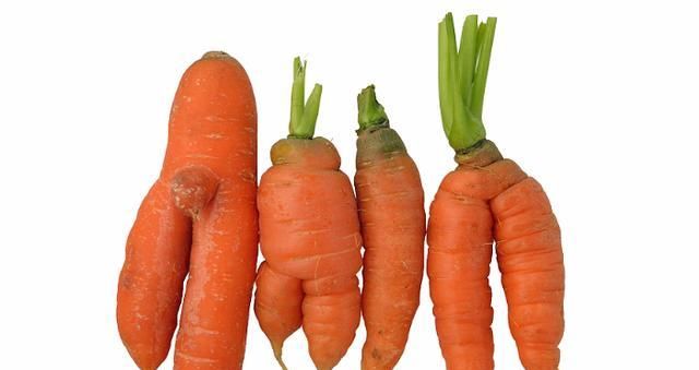 会影响胡萝卜|胡萝卜出现畸形,应该怎么防治?一起来看看吧