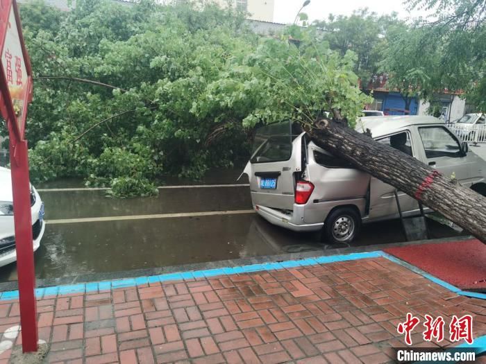 倒伏|强降雨致河南漯河城市内涝、树木倒伏严重