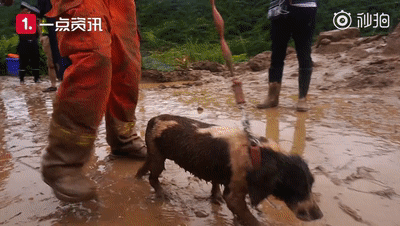  山体|山体滑坡搜救现场，搜救犬金毛为救人变“泥猴”
